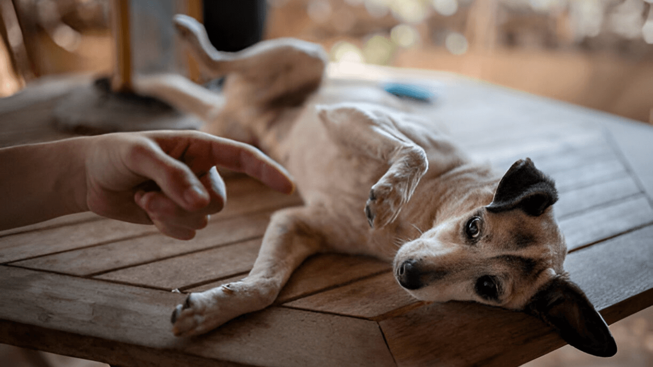 10 Common Mistakes Pet Owners Make and How to Avoid Them Pawsitive(03)